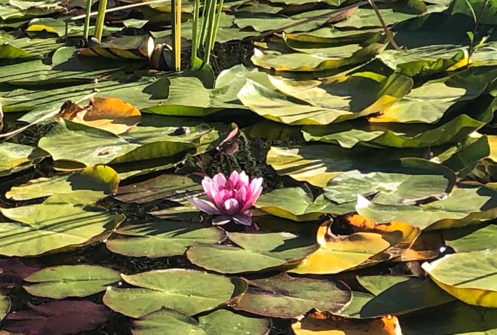 cropped-nenuphar-2.jpg