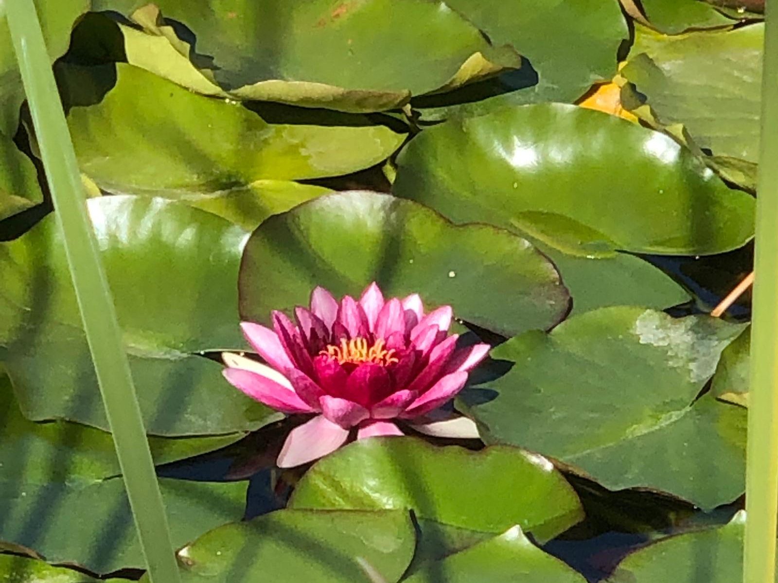 cropped-nenuphar.jpg